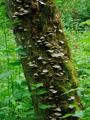Turkey Tail fungus on a dead tree