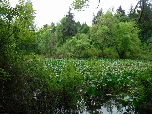Lilly Pond was over grown so no place for ducks