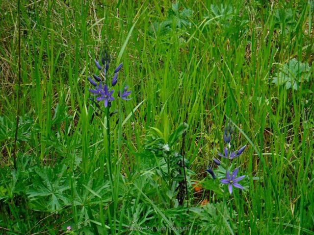 Camas Lilies in bloom