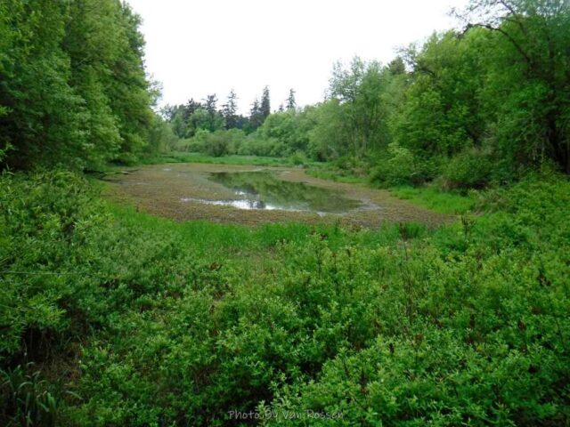 The Big pond was almost gone