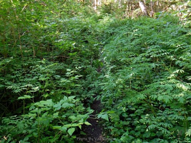 The trail was brushed over in some sections