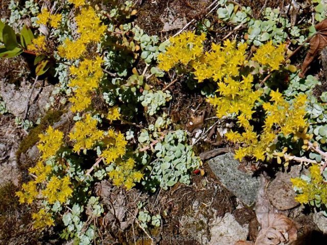 Broad-Leaved Stonecrop was in bloom