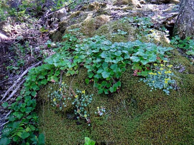 I past several rock outcrops covered with a mix of vegetation.