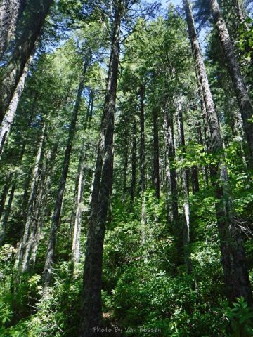 The trail went through mostly mature 2nd growth forest