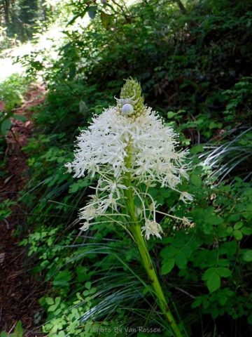 A Flower Crab Spider blend in on this Bear Grass bloom