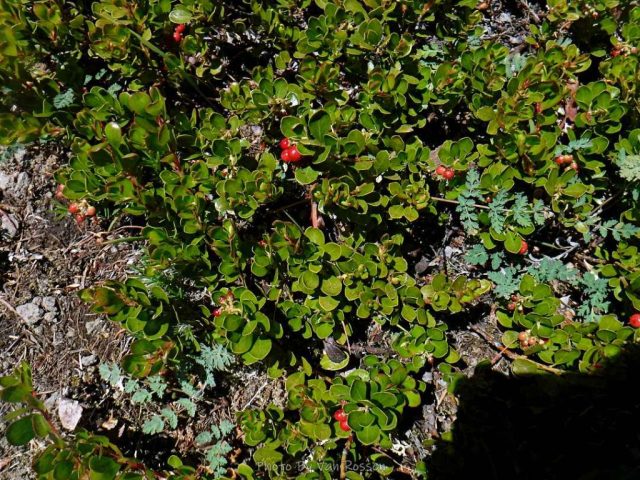The meadow was covered with Kinnikinnick.