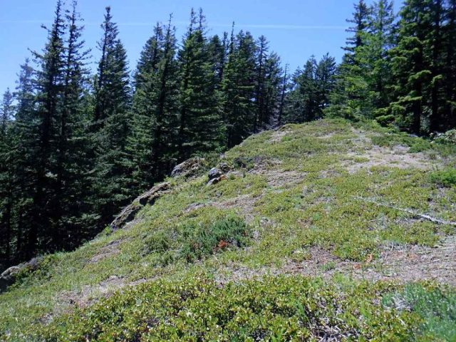 My turn around point at a meadow on the Plaza Trail
