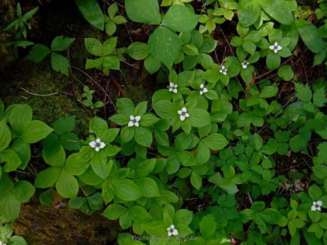 A row of Bunchberry blooms along the trail