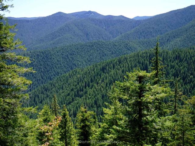 View from on of the few view spots along this trail