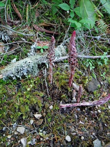 Candy Cane was coming up in several spots