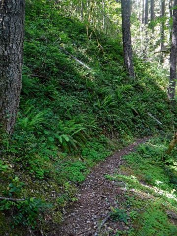 Passing by green understory