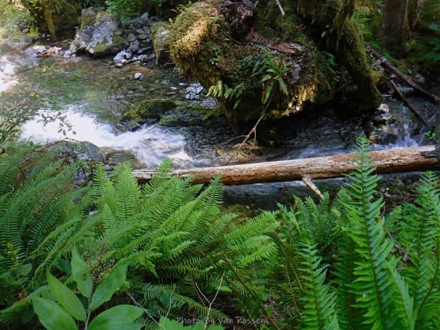 Cheeney Creek shoot, falls and swimming hole